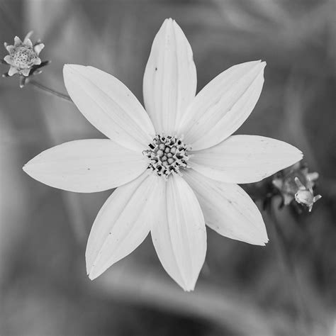 black and white floral pictures|beautiful black and white flowers.